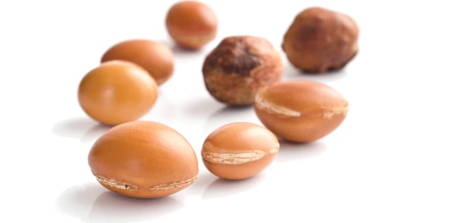 arganolja Argan fruits on white background. Shallow depth of field