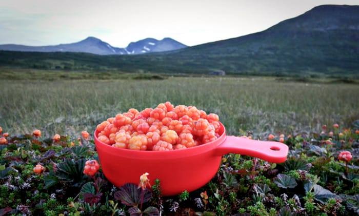 Hjortron_Viltprodukter_Brillo