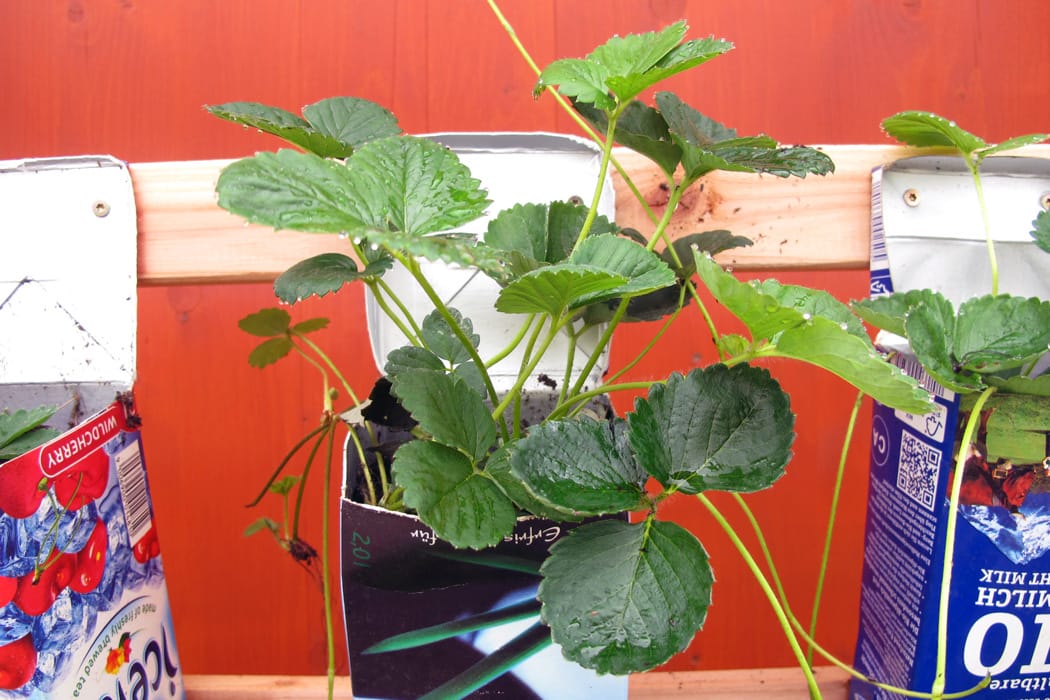 hälsosam sommar tetraplanta