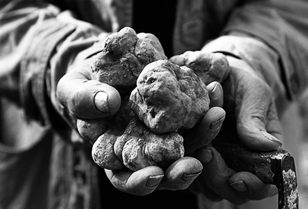 PIEMONTE – KAN DU KÄNNA DOFTEN AV TRYFFEL