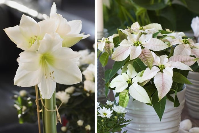 Amaryllis_Julstjärna_Blomsterlandet