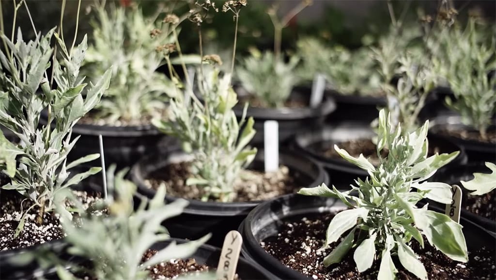 Guayule plantan