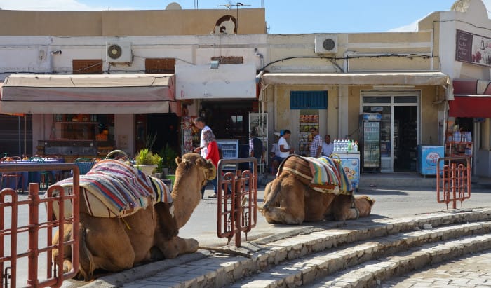 El Jem_Kameler