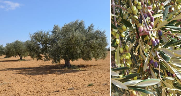 Olivlundar_Tunisien