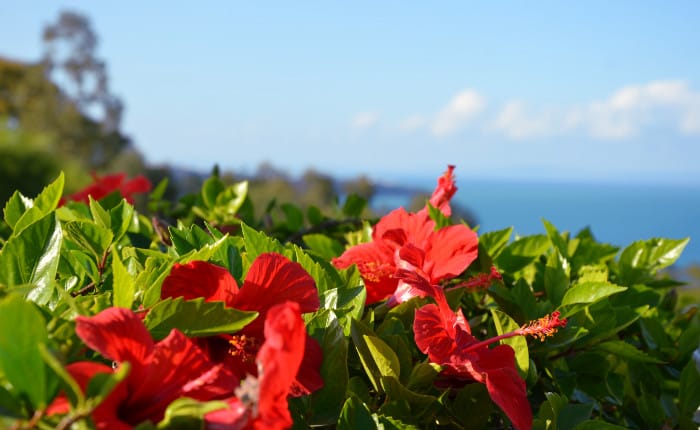 Tunisien_Hibiskus_700