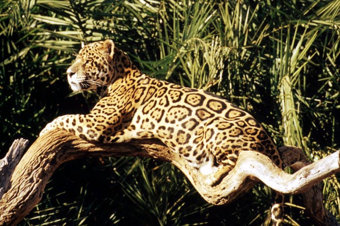 WFF_Jaguar-Amazonas-foto-Michel-Gunther-WWF-Canon_intext