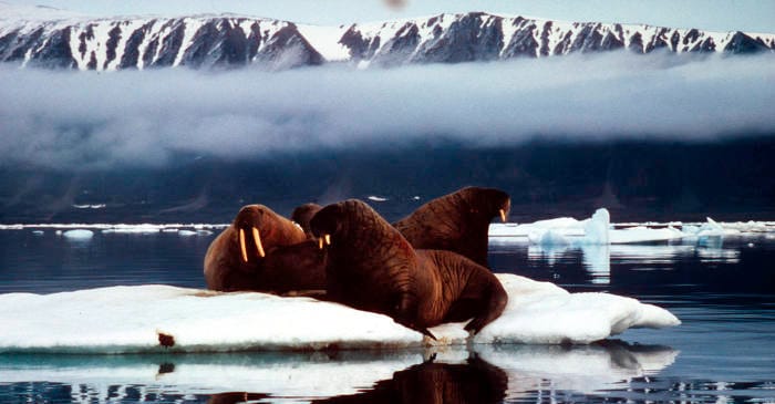 Odobenus rosmarusWalrusWildEllesmere Island, Nunavut, Canada