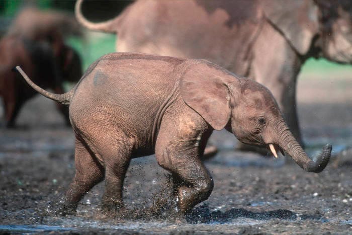 WWF_Afrikansk_skogselefant_Loxodonta_africana_cyclotis_Foto_Martin Harvey_WWF_intext