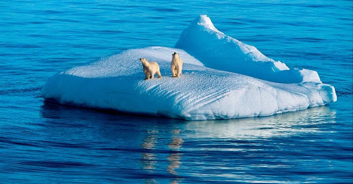 WWF_Isbjörnar_polarbears_-foto_Paul Nicklen-National Geographic Stock-WWF Kanada_intext