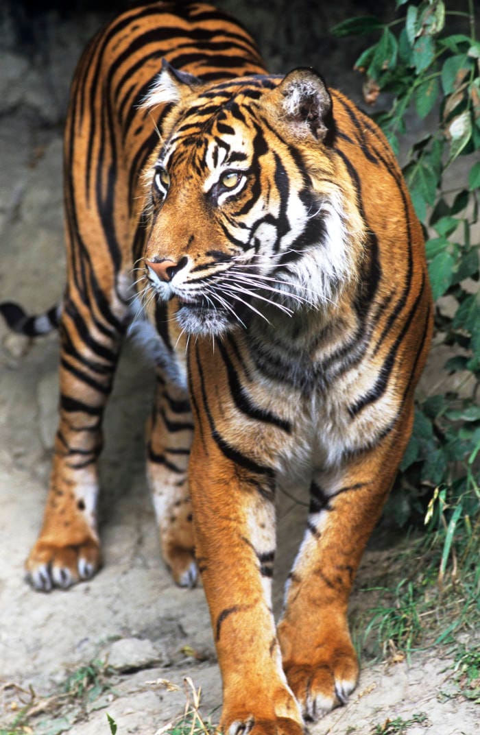 Sumatran Tiger (Panthera tigris sumatrea)