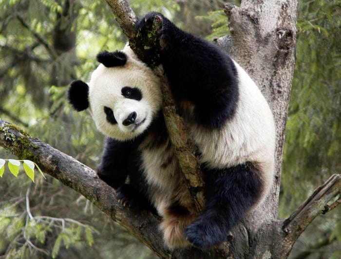 WWF_jättepanda_panda_Ailuropoda_melanoleuca_Kina_Foto_Bernard_De_Wetter_WWF_canon_intext