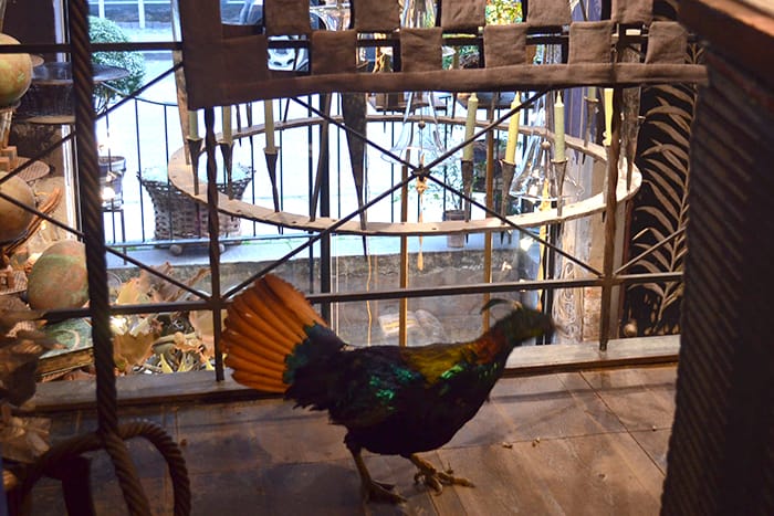 Tage bird