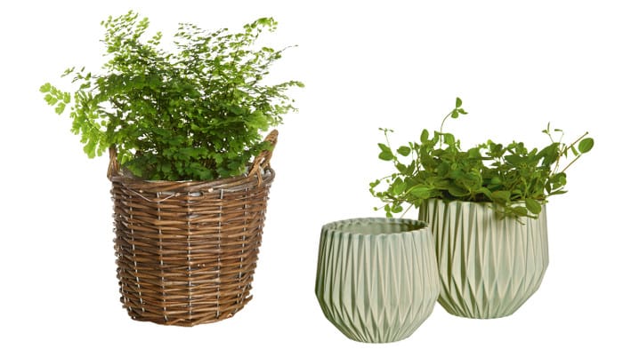 Växter_Blomsterlandet