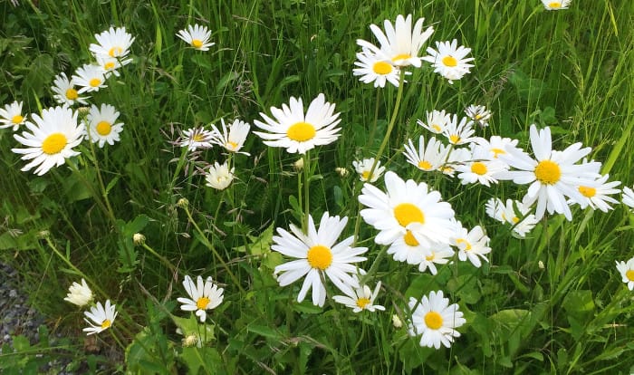 Midsommaräng_Michaela Hemgren_LyxSE