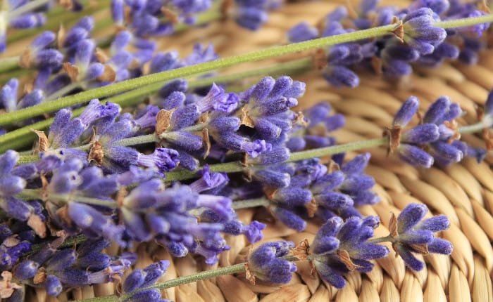 Lavendel