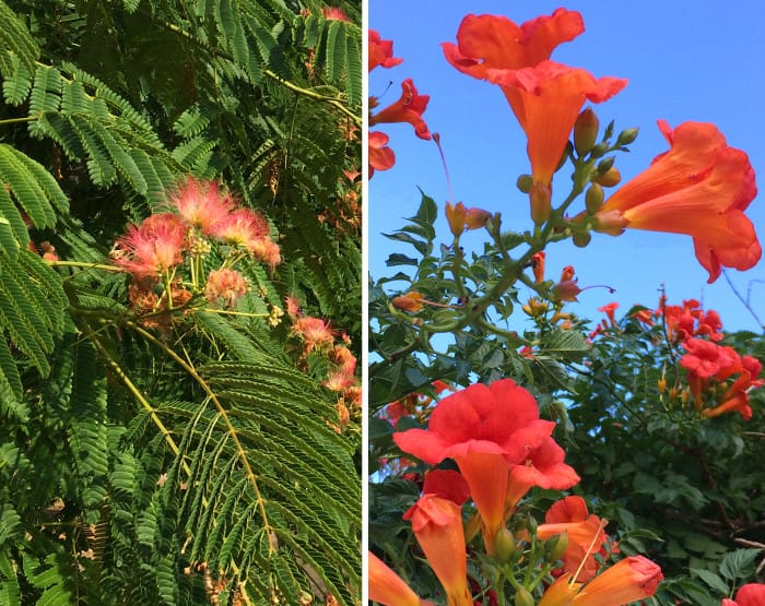 Montenegro_Blommor_700