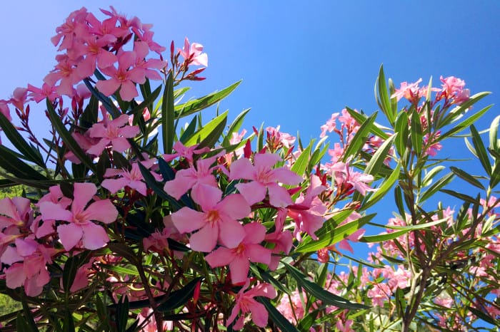 Montenegro_Rosa blommor_700