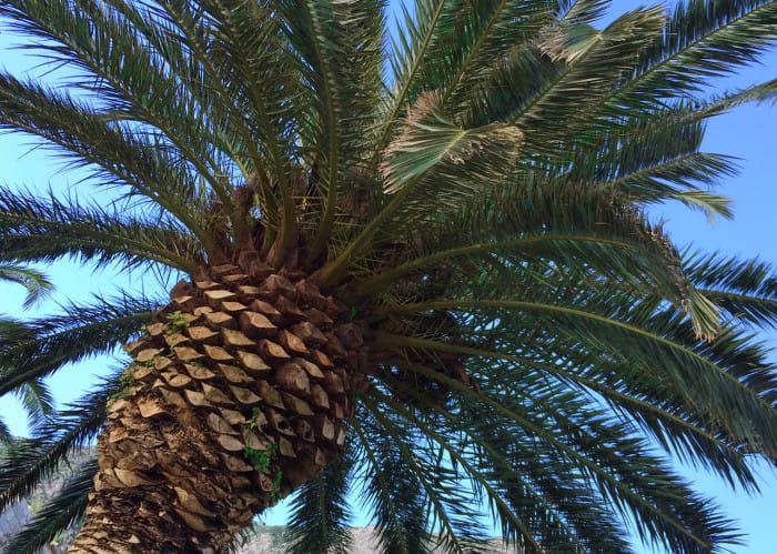 Montenegro_palm