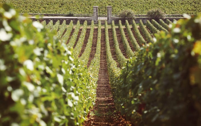 BPF_Vignes_Montrachet