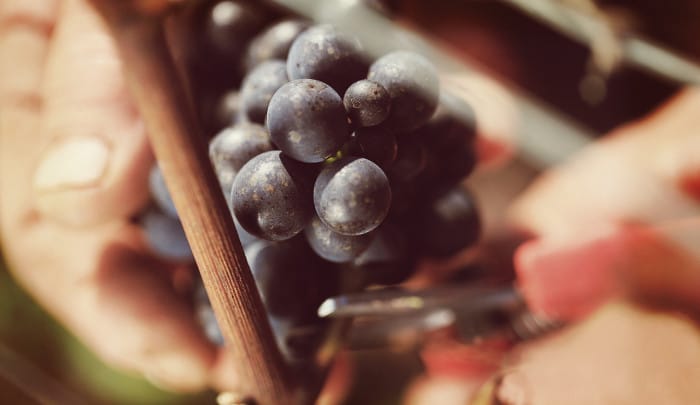 pinot_noir