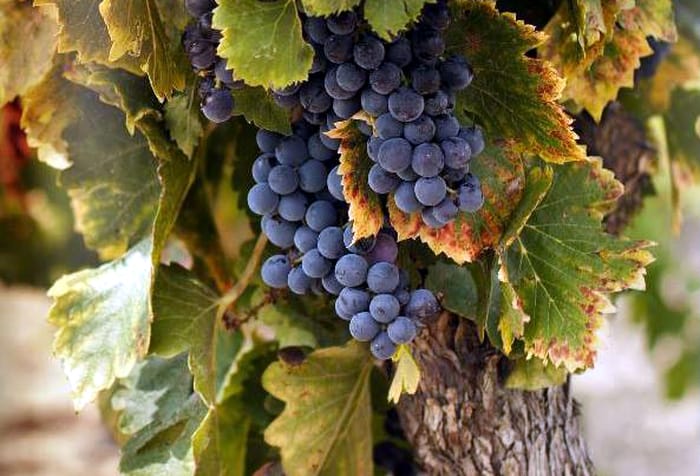 Grapes_ Boërl & Kroff