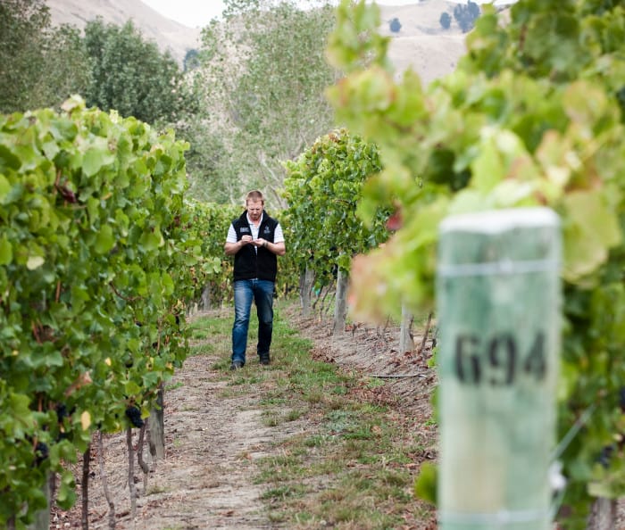 Tim Heath bland vinrankor_700