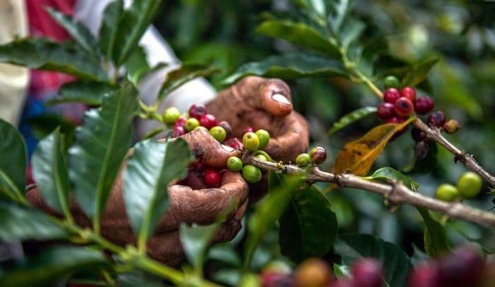 Coffee picking_Zoegas