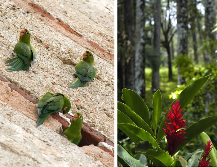 Master of the ocean_cotorra_parrots_copyright Dominican Republic Ministry of Tourism