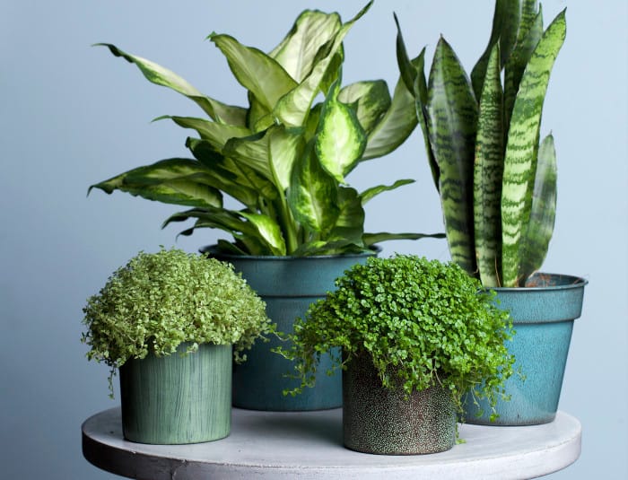 Blomsterlandet_Grönväxter_Vårens nyheter