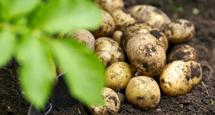 Blomsterlandet_Potatis