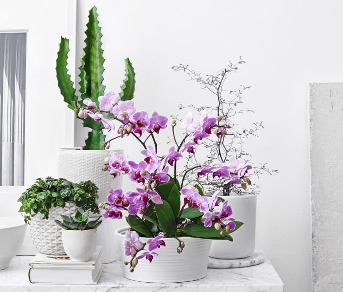 Plantagen_Indoor