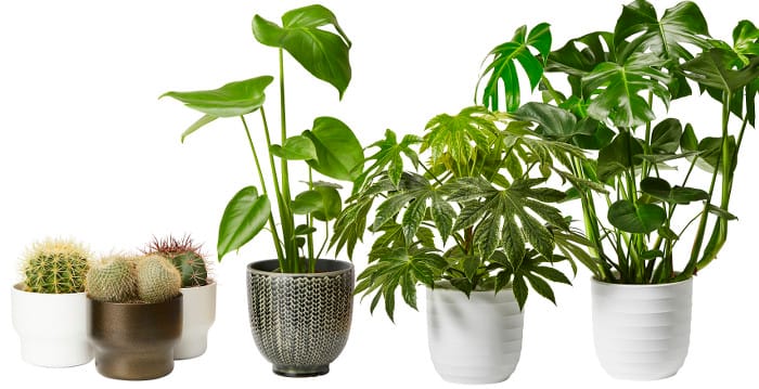 Plantagen_Krukväxter_inne_2016