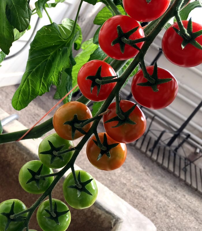 Kvisttomater_Svenska_olika mognad_Svenska tomater